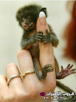 قـــرد بحجم الأصبع ,, سبحآآن اللهـ ’’  Finger_monkeys %2816%29